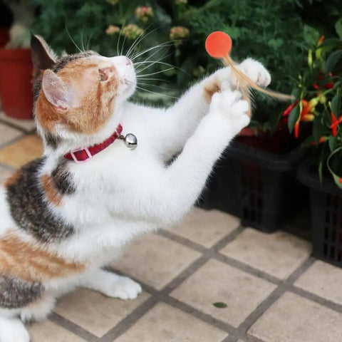 Cat And Dog Toy Bouncy Ball Jumping Ball Interactive Funny Cat  Colorful High Elastic Pet Toy